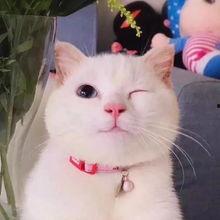娱乐吃瓜酱猫糊糊,揭秘“酱猫糊糊”背后的故事